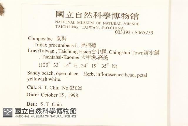 長柄菊藏品圖，第2張