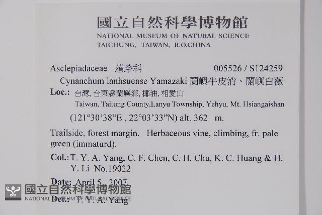 蘭嶼牛皮消、蘭嶼白薇藏品圖，第2張