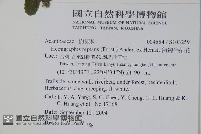 匍匐半插花藏品圖，第5張