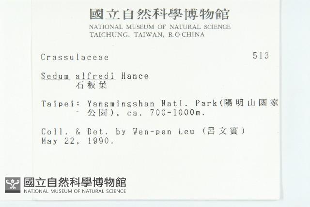 石板菜藏品圖，第2張