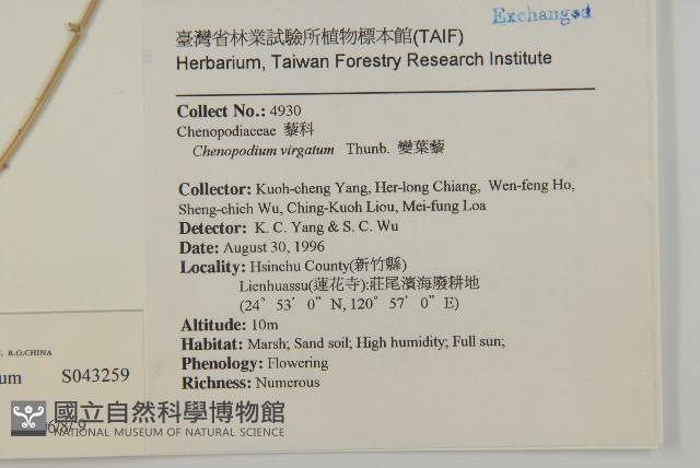 變葉藜藏品圖，第2張