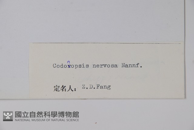 脈花黨參藏品圖，第2張