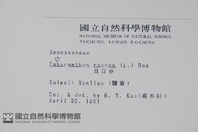長春花藏品圖，第2張