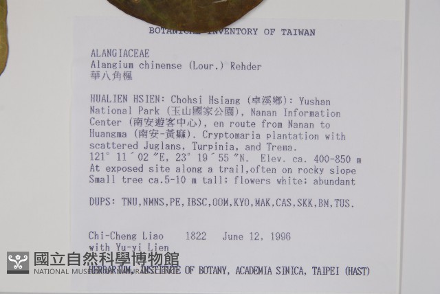 華八角楓藏品圖，第2張