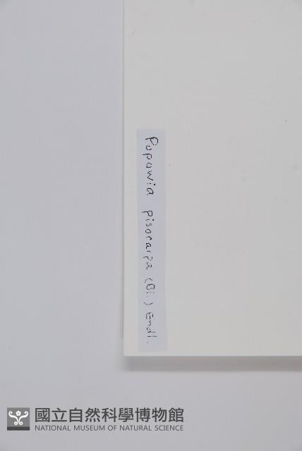 Suberous Greenstar Collection Image, Figure 2, Total 2 Figures