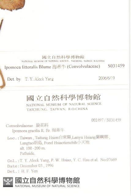 海牽牛藏品圖，第2張