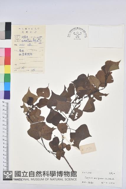 烏臼藏品圖，第1張