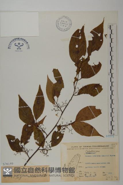 佩羅特木藏品圖，第1張