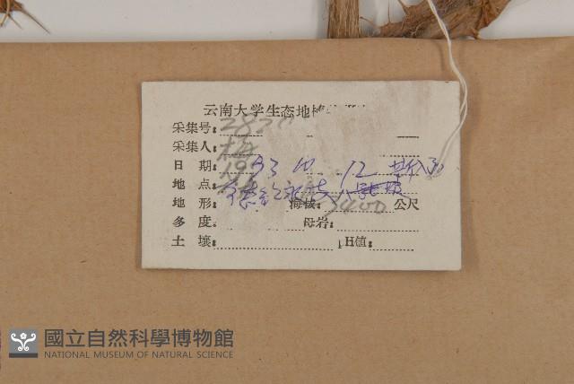 黃山薊藏品圖，第2張