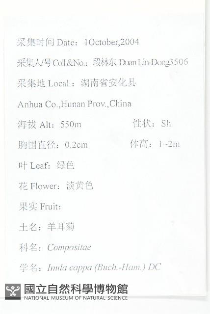 羊耳菊藏品圖，第2張