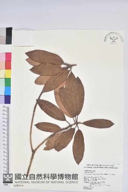 玉山杜鵑藏品圖，第1張