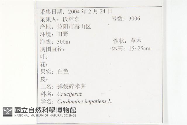 水花菜藏品圖，第2張