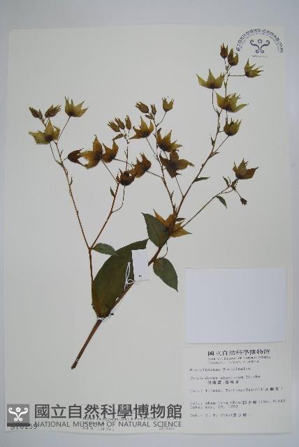 假酸漿藏品圖，第1張