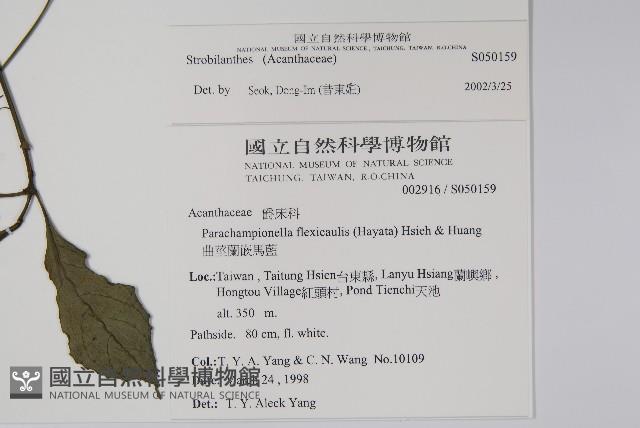 蘭嶼馬藍藏品圖，第5張