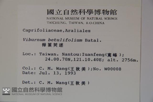 樺葉莢迷、玉山莢迷藏品圖，第2張