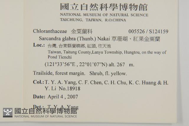 草珊瑚、紅果金粟蘭藏品圖，第2張