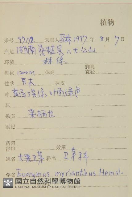 大果衛矛藏品圖，第2張