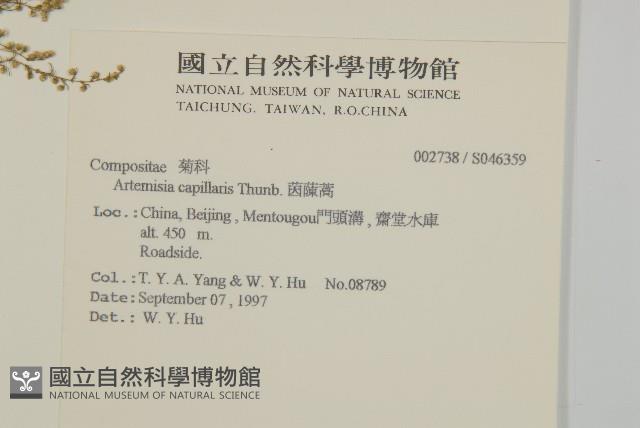 茵蔯蒿藏品圖，第2張