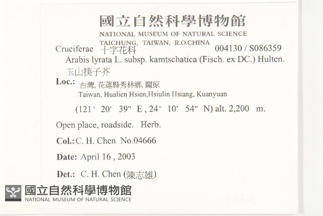 玉山筷子芥藏品圖，第2張