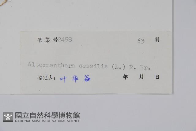 蓮子草藏品圖，第2張