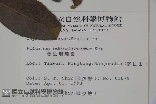 珊瑚樹藏品圖，第2張