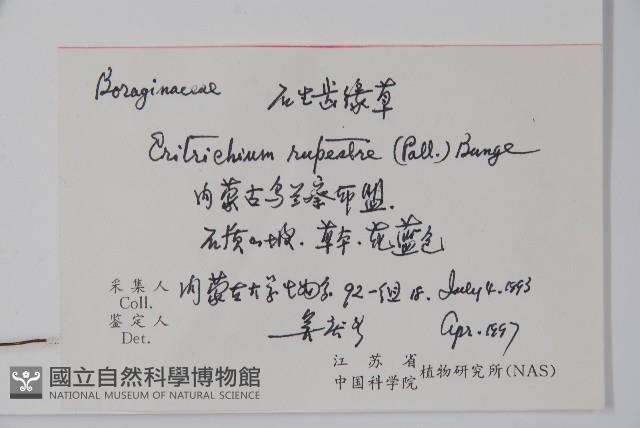 齒緣草藏品圖，第2張