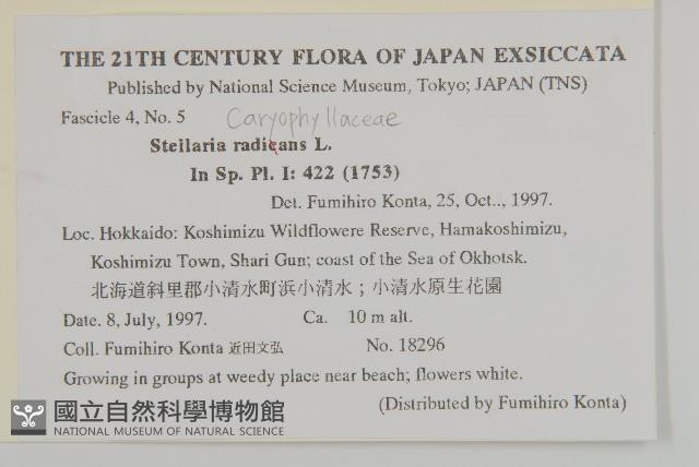 垂梗繁縷藏品圖，第2張