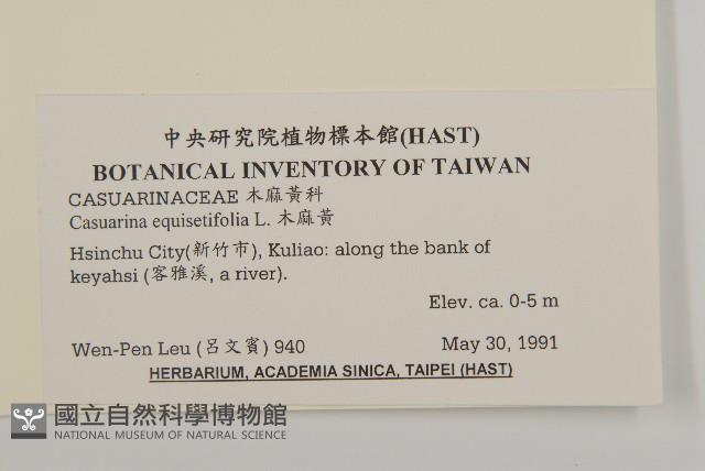 木麻黃藏品圖，第2張