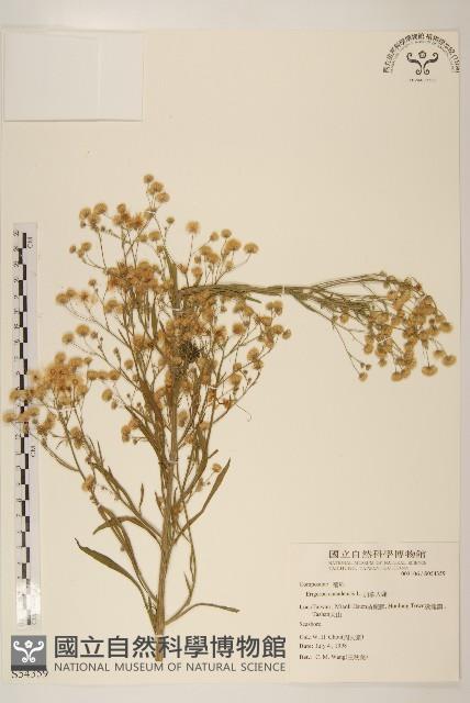 加拿大蓬藏品圖，第1張