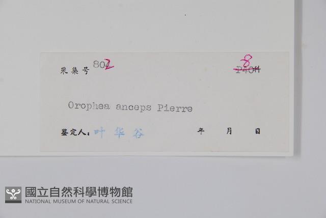 廣西野獨活藏品圖，第2張