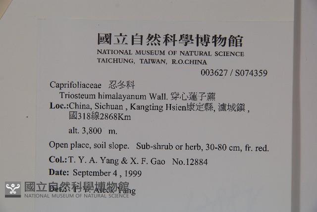 穿心蓮子藨藏品圖，第2張