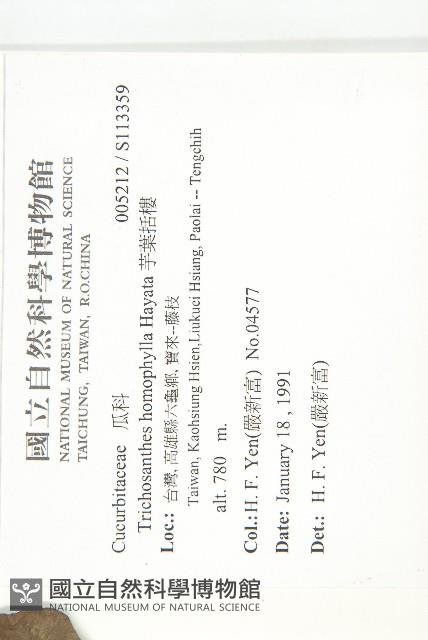 芋葉括樓藏品圖，第2張