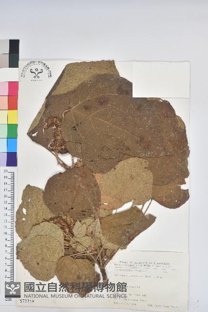 野桐藏品圖，第1張