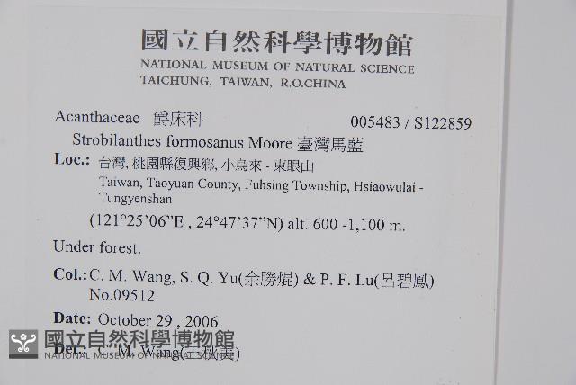 臺灣馬藍藏品圖，第2張