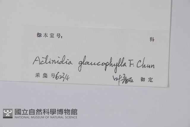 華南獼猴桃藏品圖，第2張