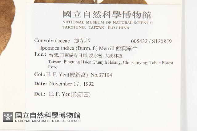 銳葉牽牛藏品圖，第2張