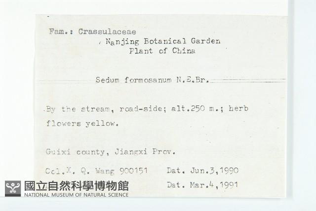 台灣佛甲草、石板菜藏品圖，第2張