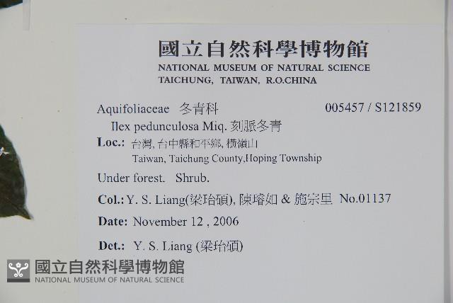 刻脈冬青藏品圖，第2張