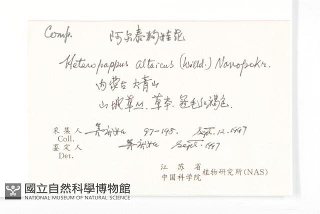 阿爾泰狗哇花藏品圖，第2張