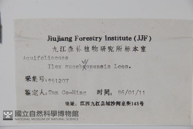 四川冬青藏品圖，第2張