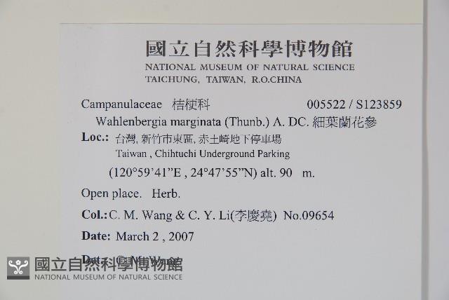 細葉蘭花參藏品圖，第2張