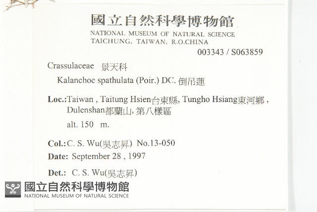 倒吊蓮、匙葉燈籠草藏品圖，第2張