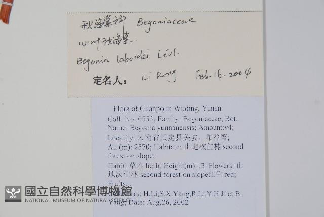 心葉秋海棠藏品圖，第2張