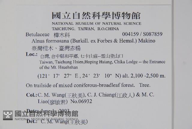 臺灣赤楊、臺灣榿木藏品圖，第2張