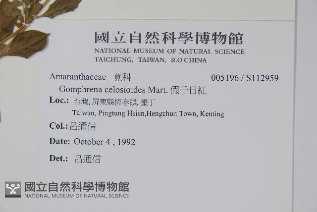 蔓雞冠、絹毛莧藏品圖，第2張