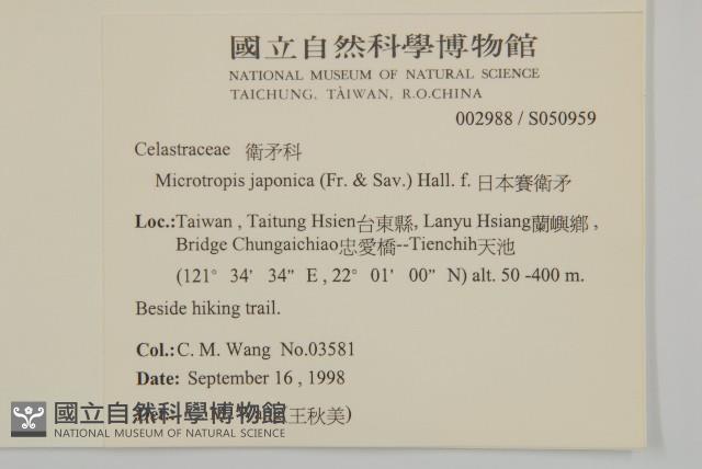 日本賽衛矛、日本假衛矛藏品圖，第2張