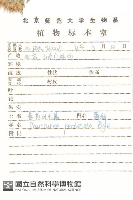 蓖苞風毛菊藏品圖，第2張