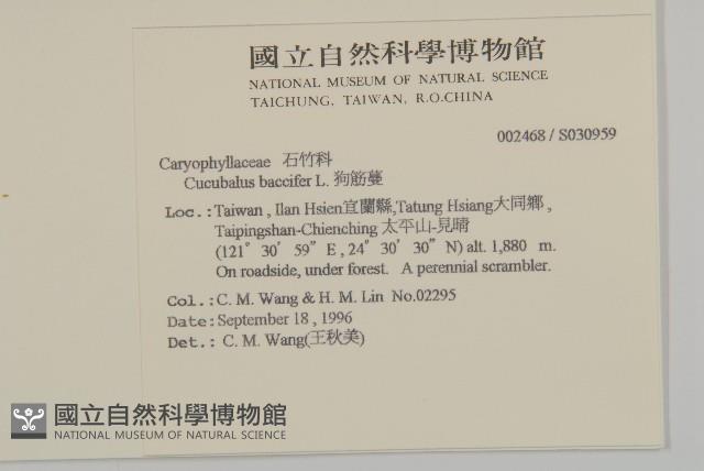 狗筋蔓藏品圖，第2張