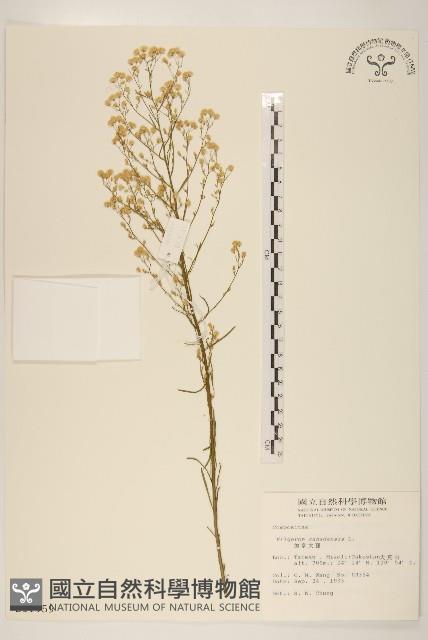 加拿大蓬藏品圖，第1張