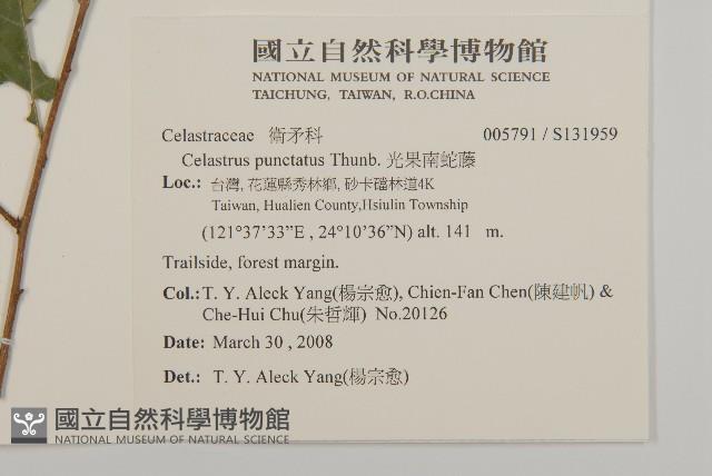 光果南蛇藤藏品圖，第2張